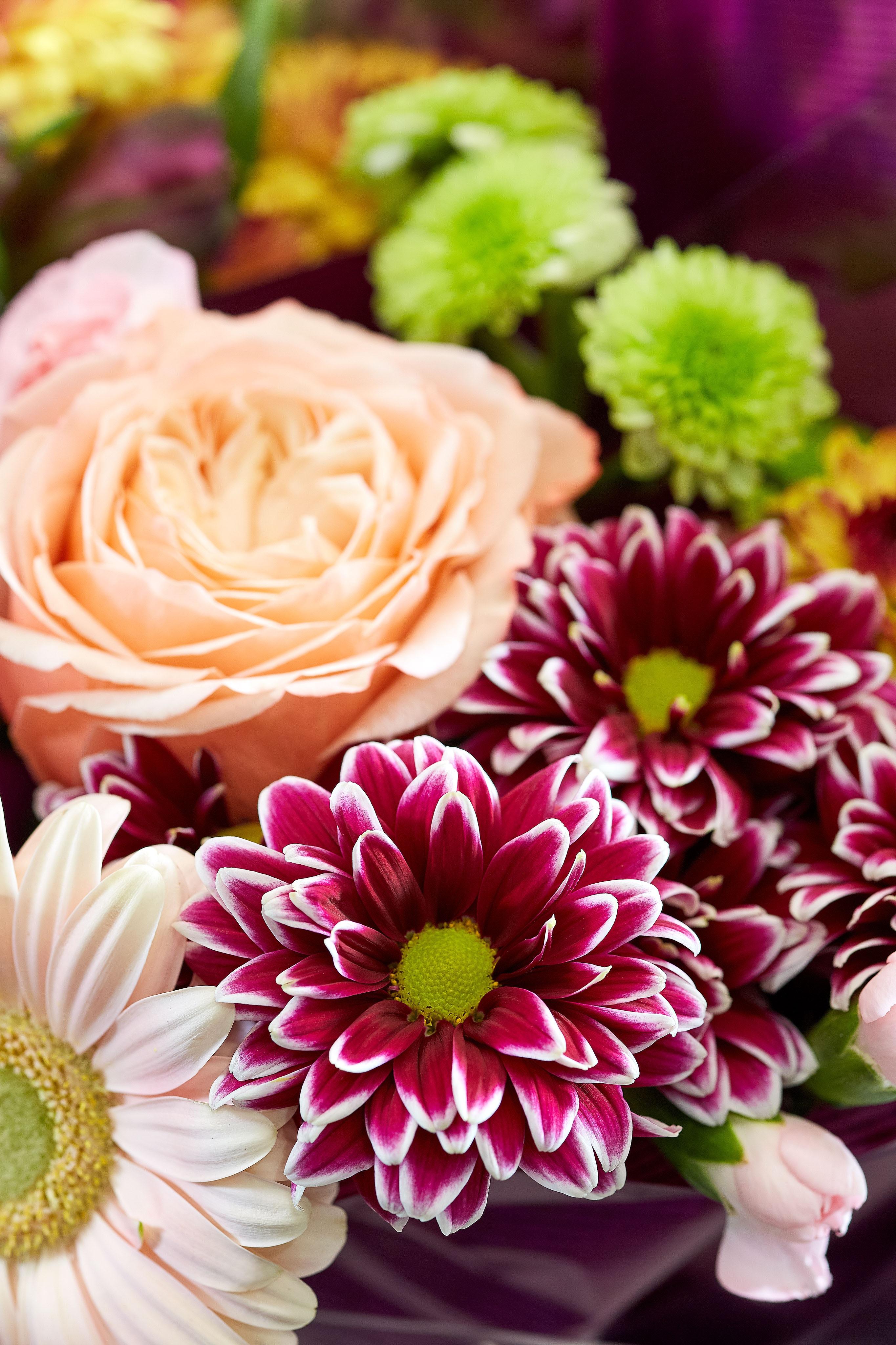 A close up of purple carnations and pink roses.