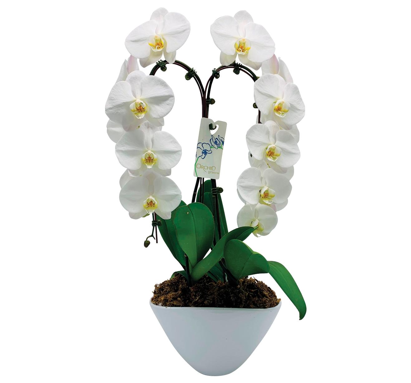 Duo-Waterfall-Orchids